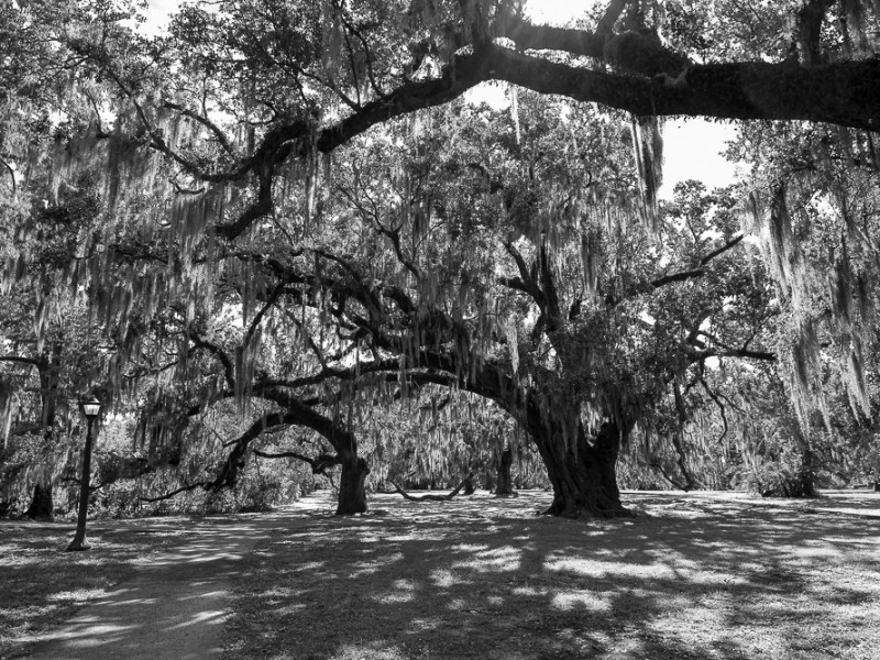 Five Dimensions of Co-active Leadership: My Educational Leadership&nbsp;Journey