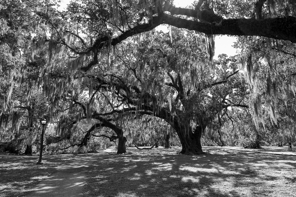 Five Dimensions of Co-active Leadership: My Educational Leadership&nbsp;Journey